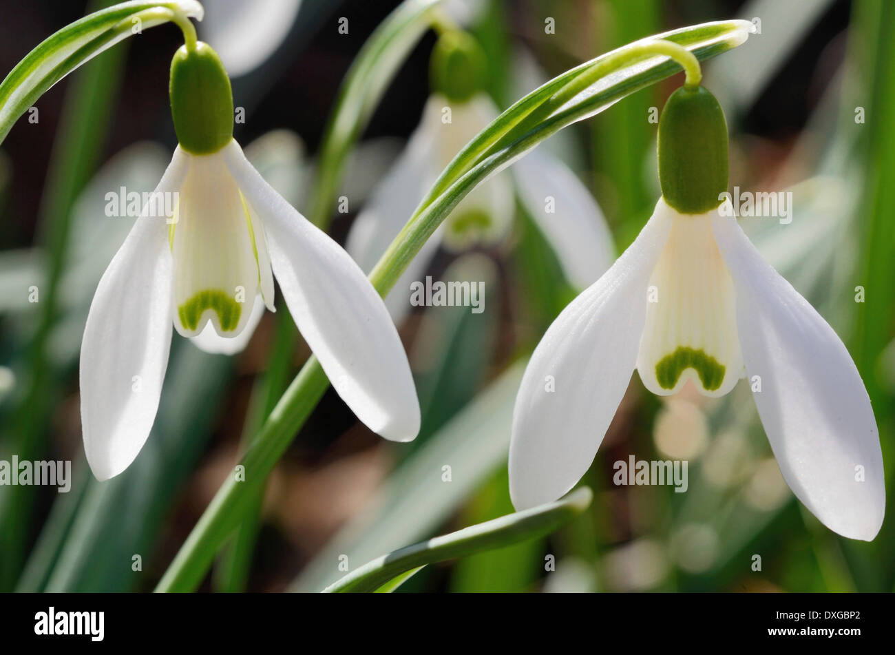 Snowdrop (Galanthus nivalis), flowers Stock Photo