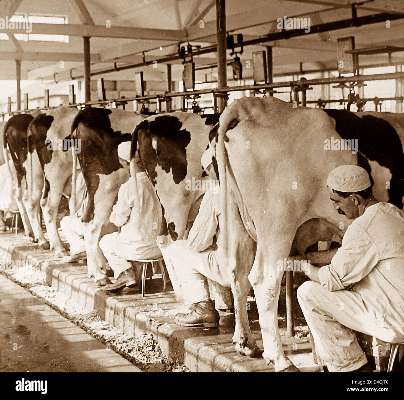 Vintage Dairy Farm