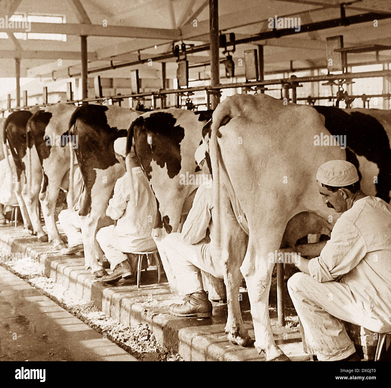 Vintage dairy farm hires stock photography and images Alamy