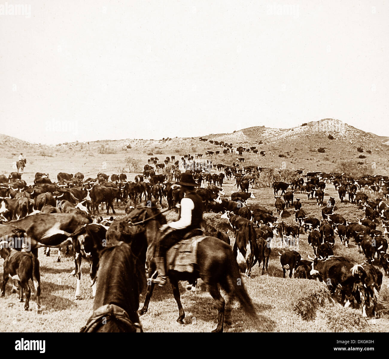 All 102+ Images What Was The Destination Of The First Texas Cattle Drive Stunning