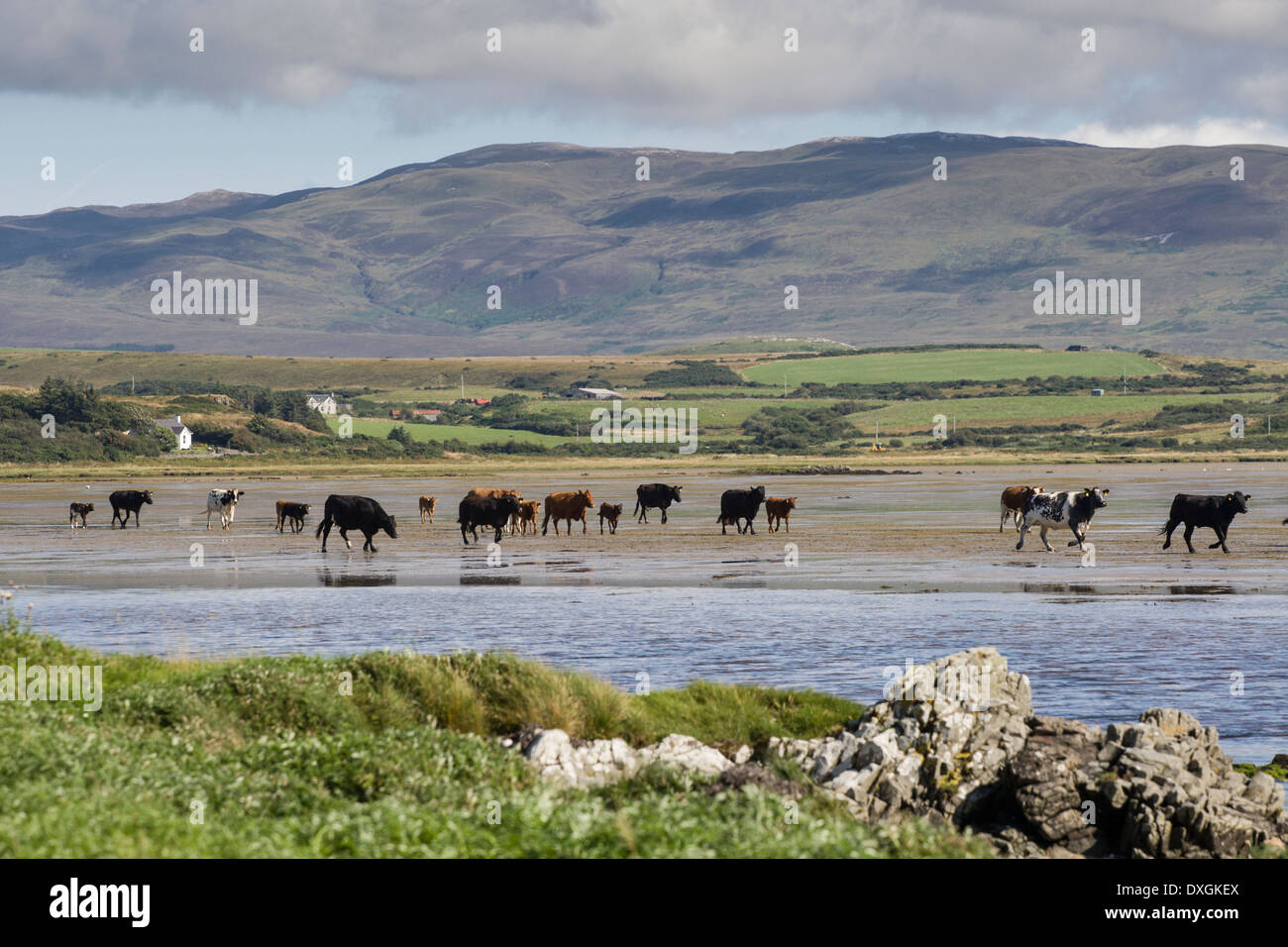 Cattle at coast of Loch Indaal, Isle of Islay, Inner Hebrides, Scotland Stock Photo