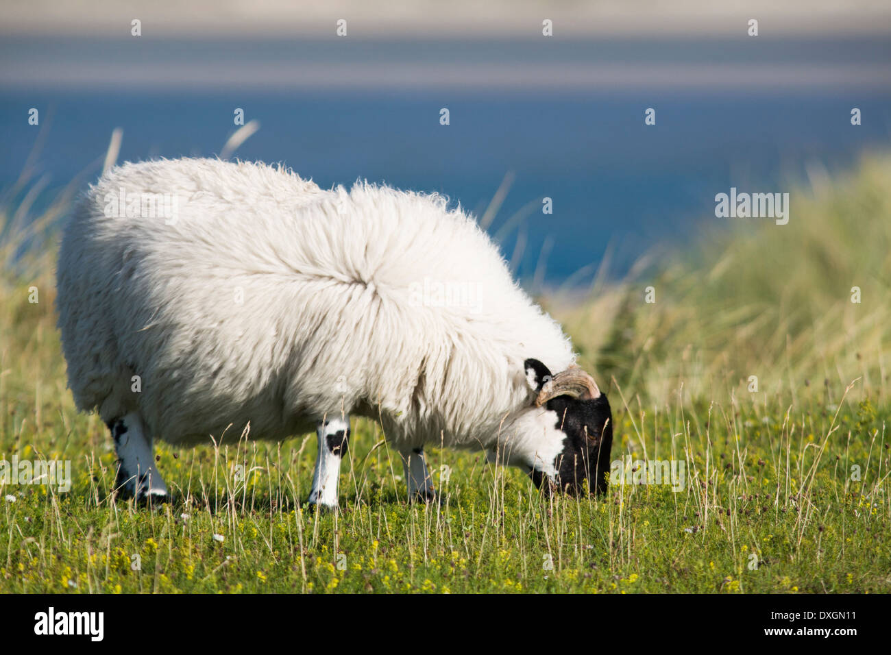 Sheep grazing by Loch Gruinart, Isle of Islay, Inner Hebrides, Scotland Stock Photo