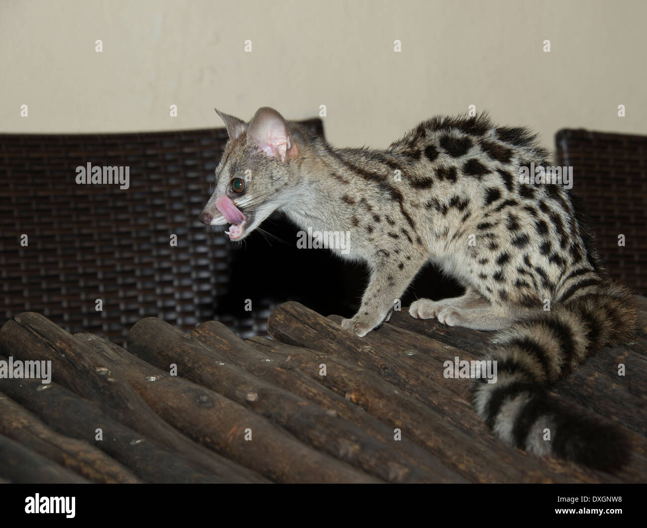 small young gray striped genet cat Stock Photo