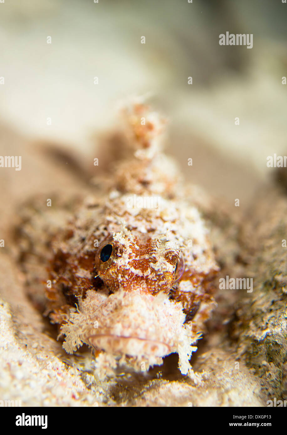 Bearded Scorpionfish (Scorpaenopsis barbata) Stock Photo