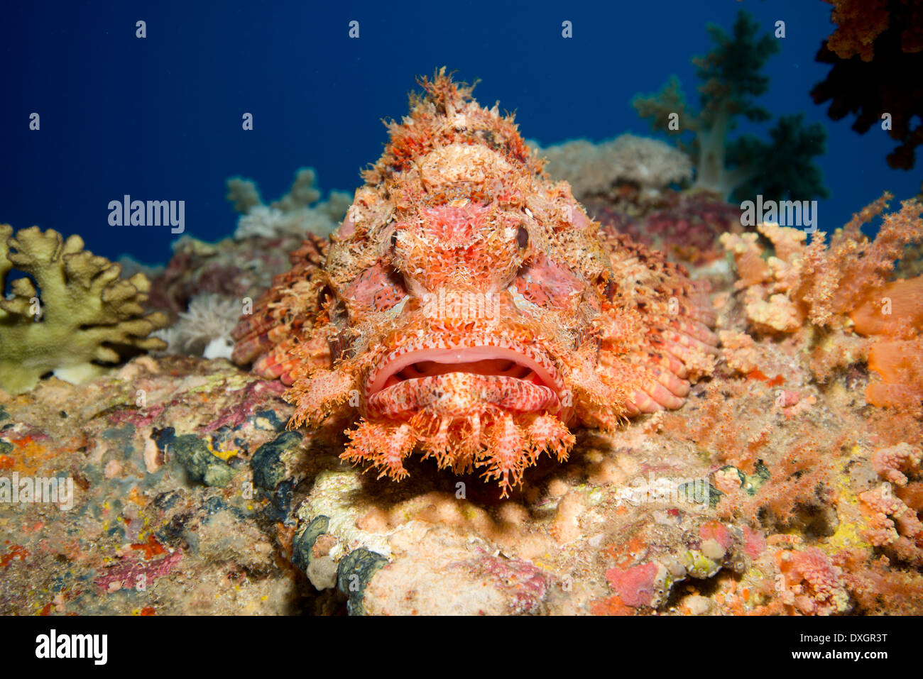 Scorpionfish face Stock Photo