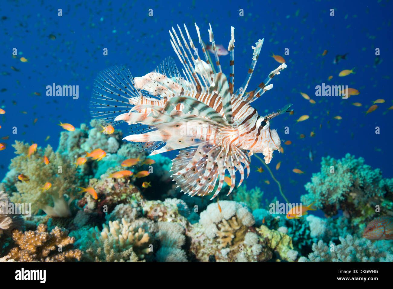 Common Lionfish (Pterois volitans) Stock Photo