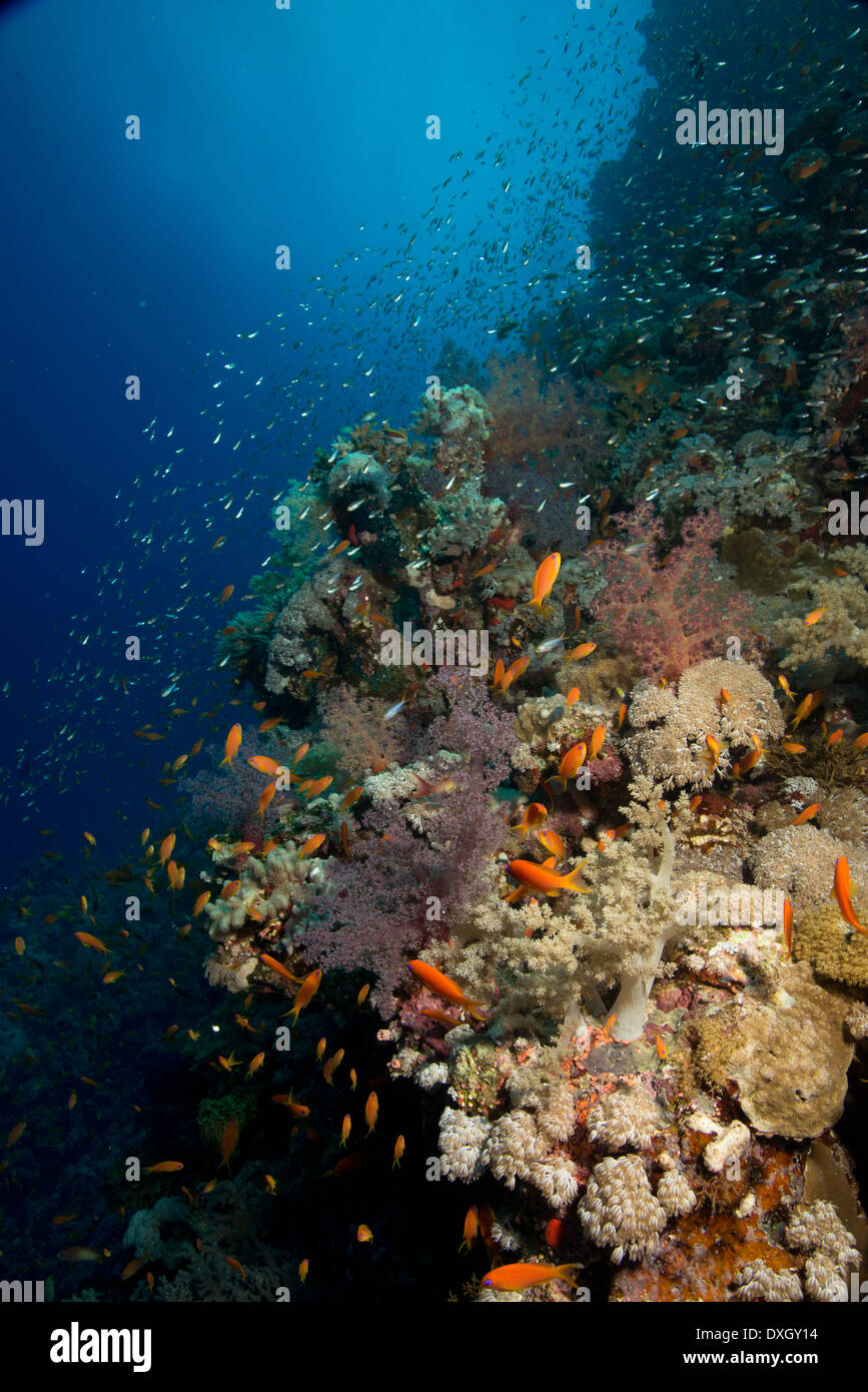 Pristine Red Sea Reef, healthy soft and hard corals Stock Photo
