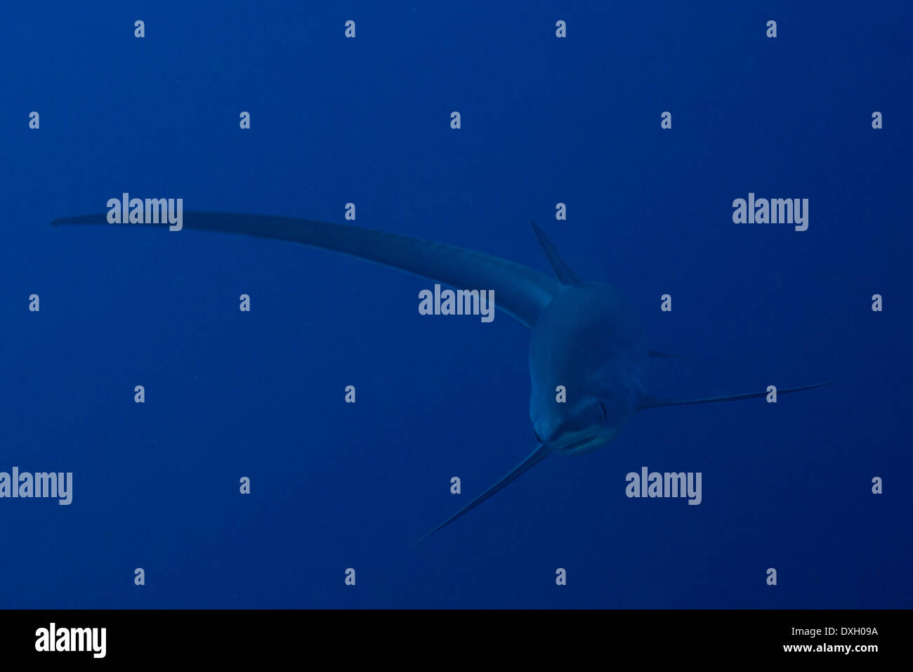 Pelagic Thresher shark (Alopias pelagicus) Stock Photo