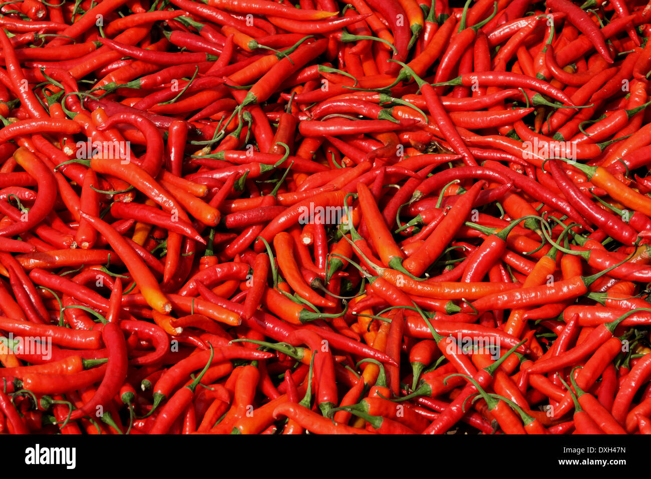 Red chillies drying in the sun Stock Photo - Alamy