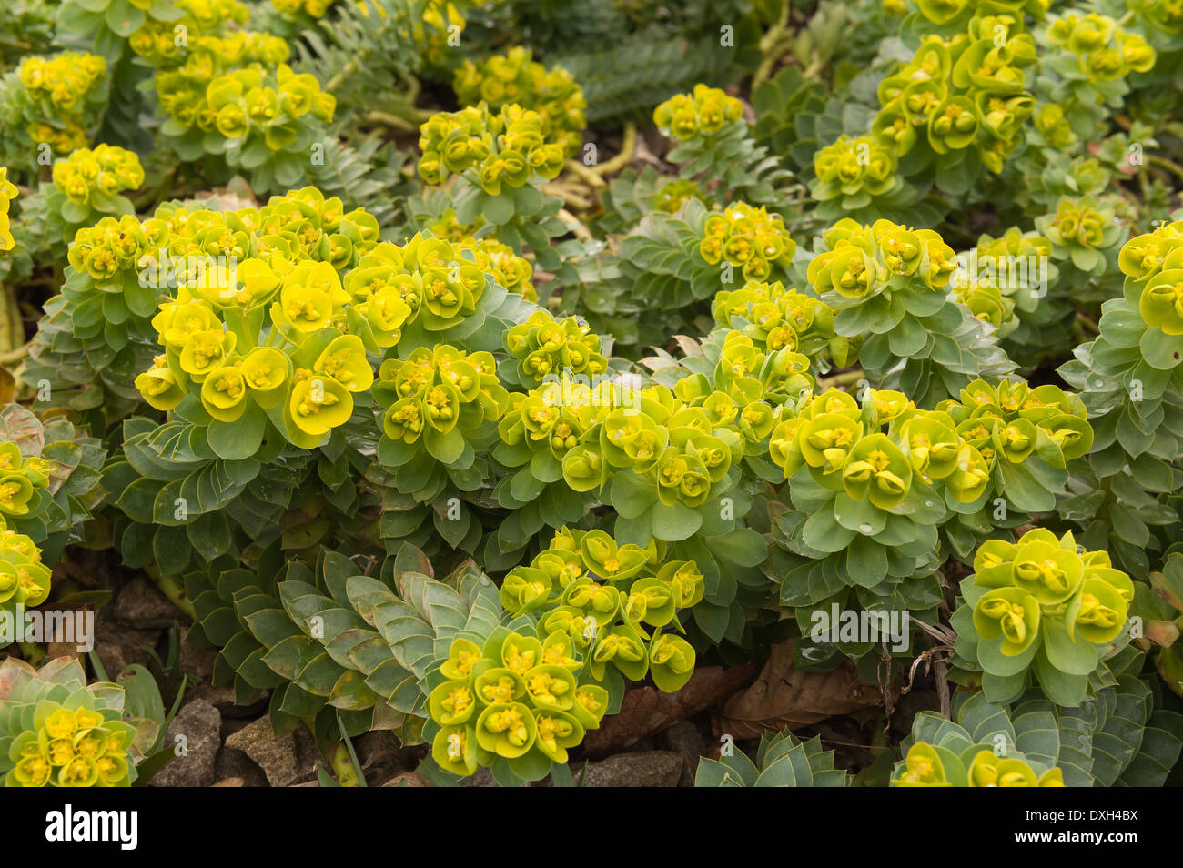 Yellow flowers of Euphorbia myrsinites myrtle spurge plant with Stock