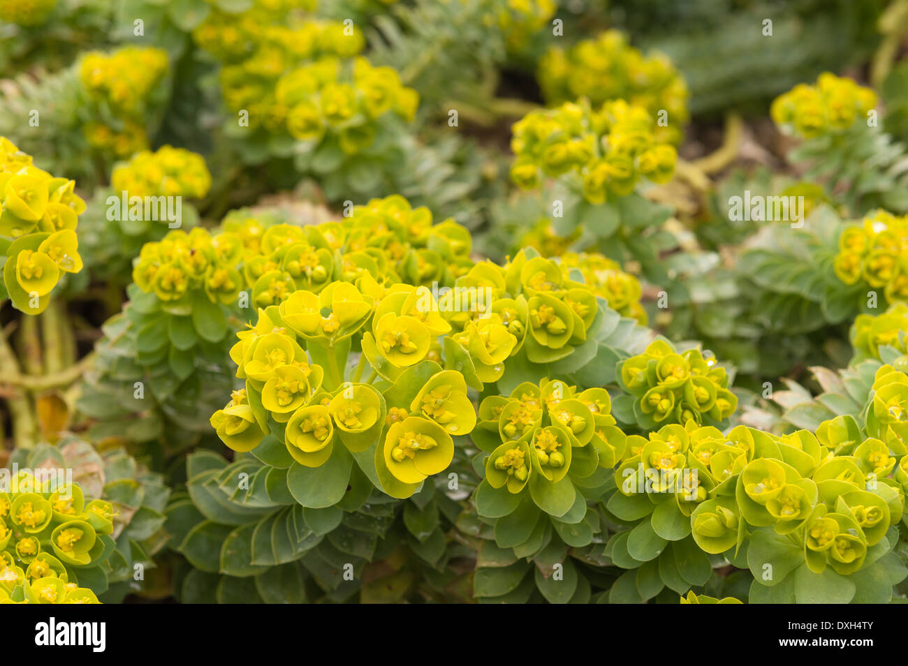 Yellow flowers of Euphorbia myrsinites myrtle spurge plant with triangular scale like leaves spiraling on stem Stock Photo