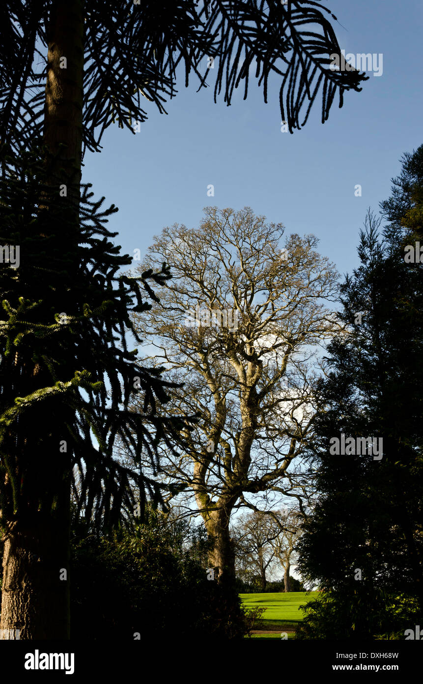 Trees in the grounds of Lauriston Castle in Edinburgh, Scotland Stock