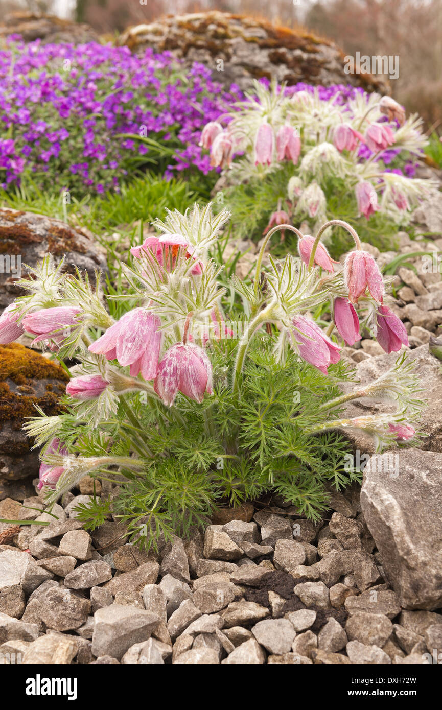 Pulsatilla vulgaris little low plum flowers treasured garden plant Barton's Pink with quarry stone chippings Stock Photo