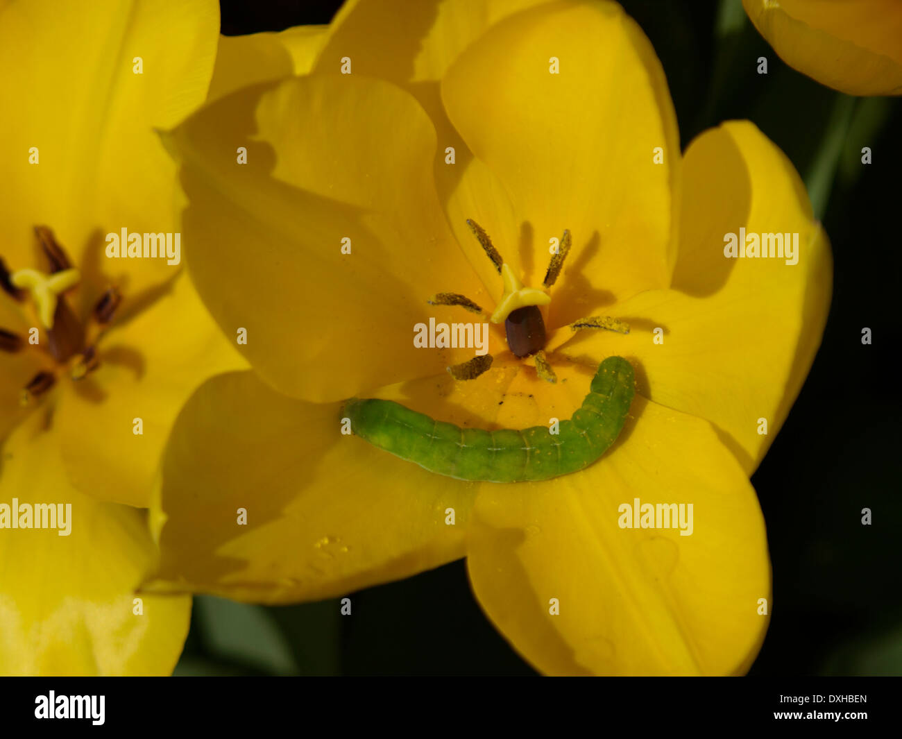 Green caterpillar uk hires stock photography and images Alamy