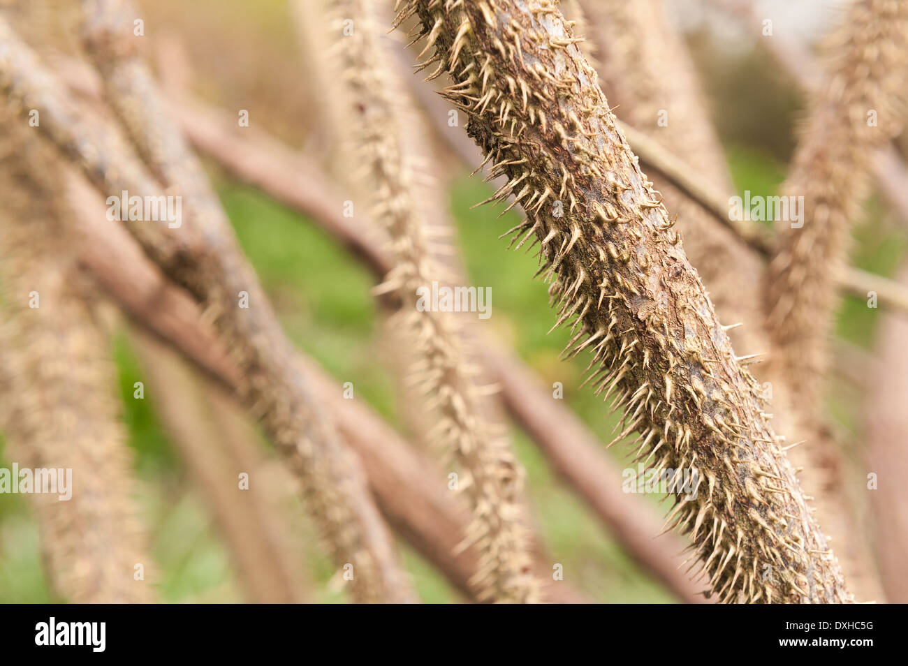 Detail of masses of small prickly sharp thorns and spines on stems of wild roses like a file rasp, Rosa rugosa, painful like sharp needles Stock Photo