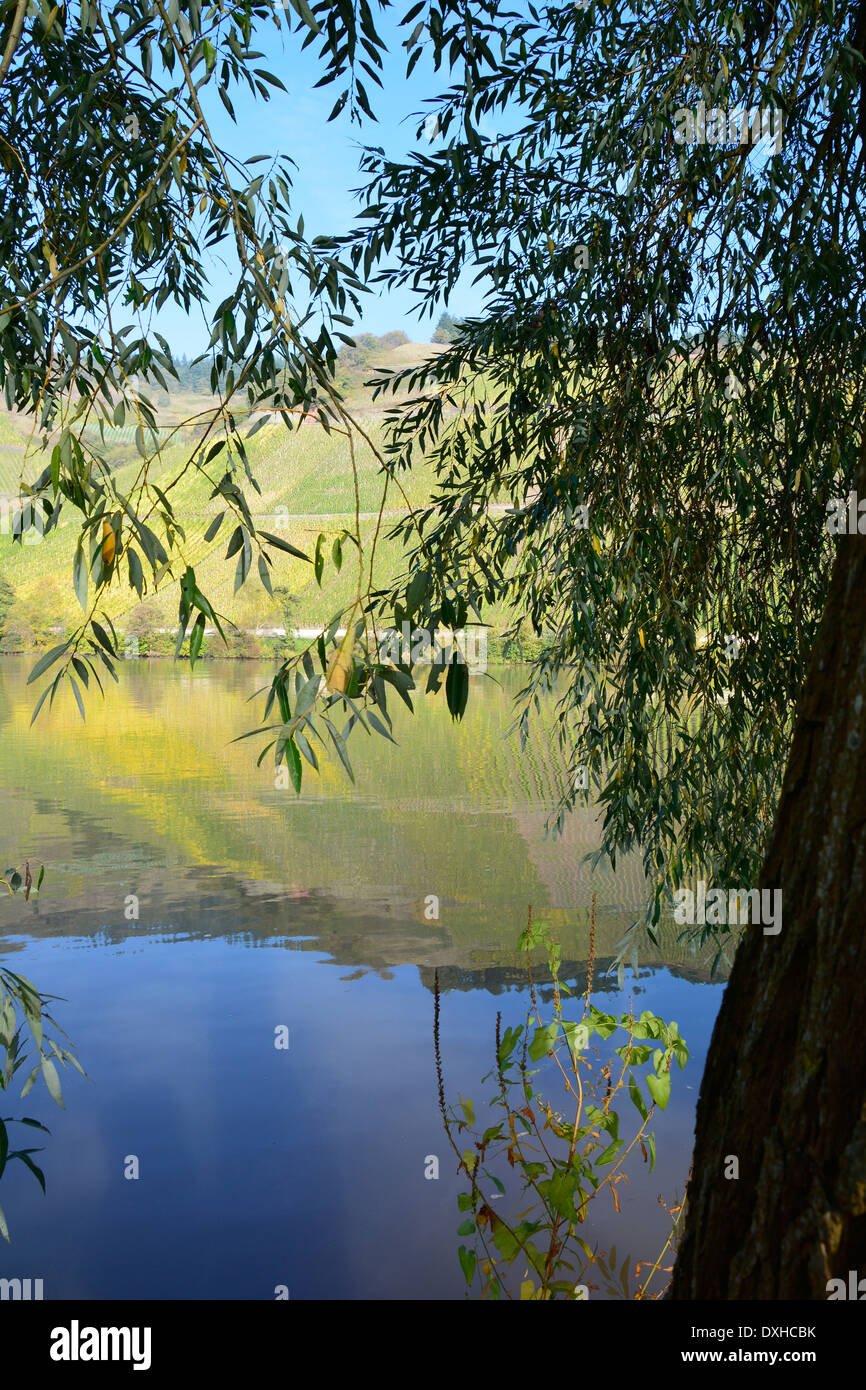 Moselle river vineyards landscape Germany with water reflection blue sky Mosellandschaft Flusslandschaft Weinbergslandschaft Stock Photo