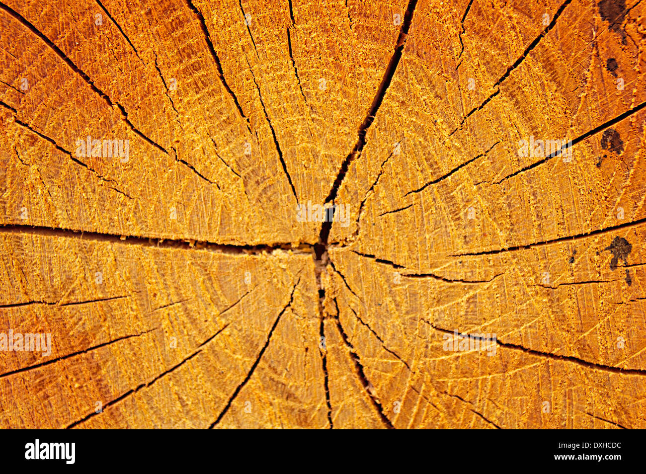 Tree stump texture with cracks. Close up image Stock Photo - Alamy