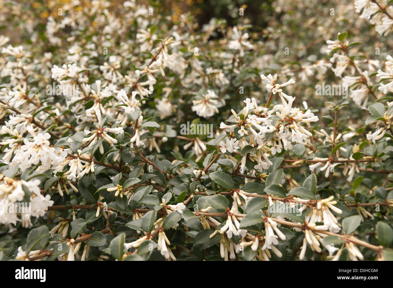 Flowering Osmanthus delavayi shrub with lots of dense leaves and flowers Stock Photo
