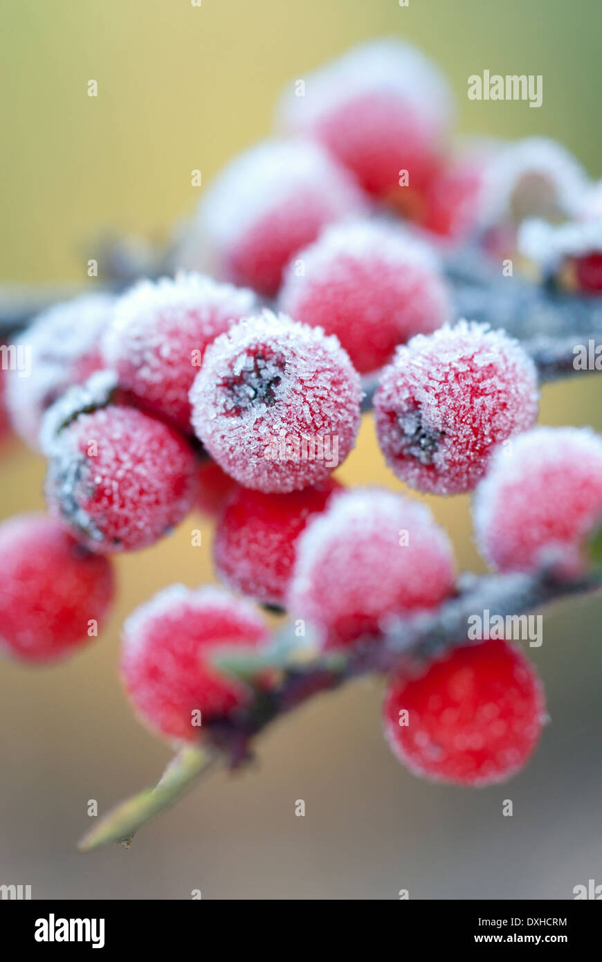 Close up of frosty red Cotoneaster horizontalis, Herringbone Cotoneaster berries. Stock Photo