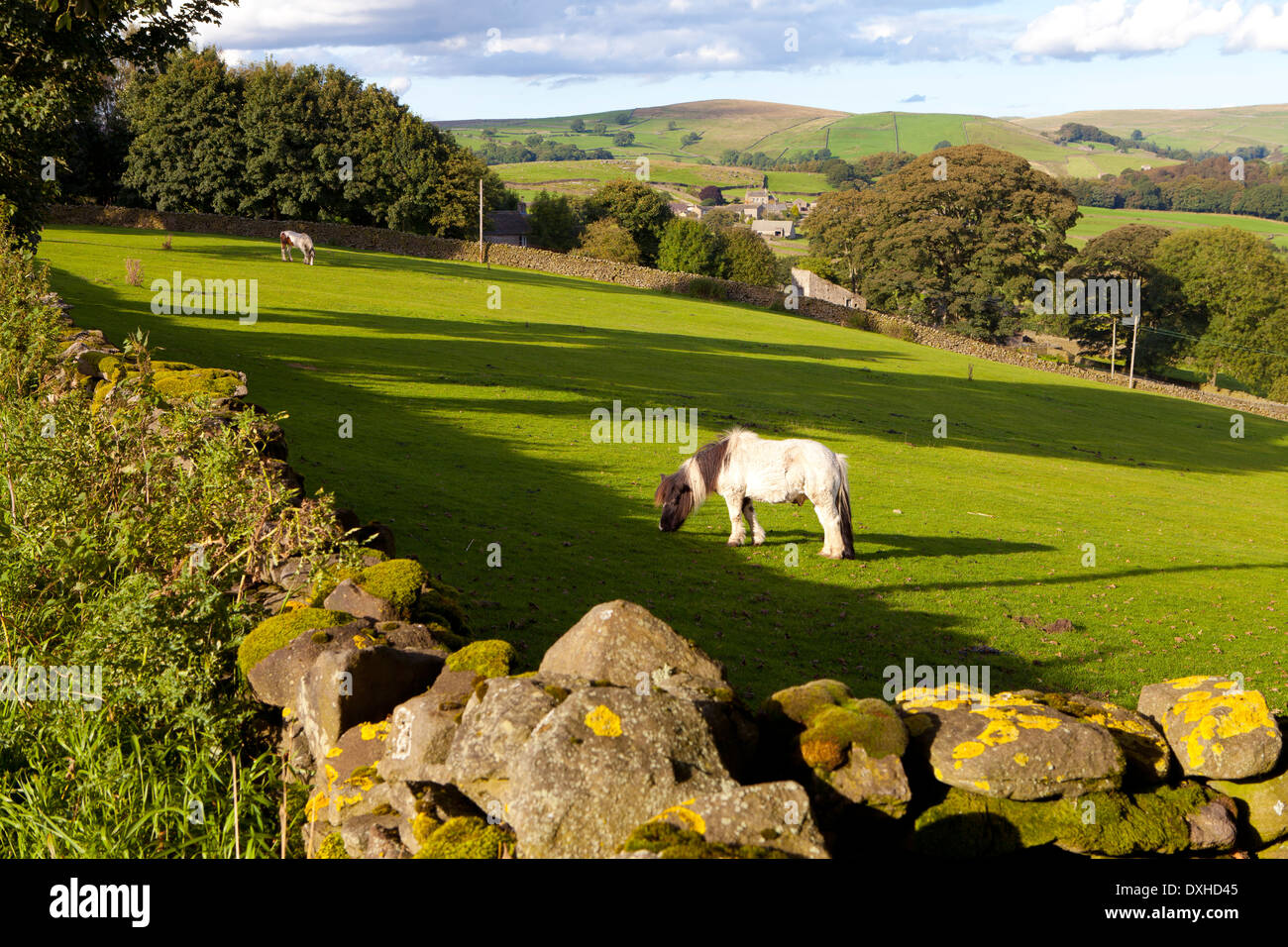 Horse in Pasture, Yorkshire Dales National Park, United Kingdom Stock Photo