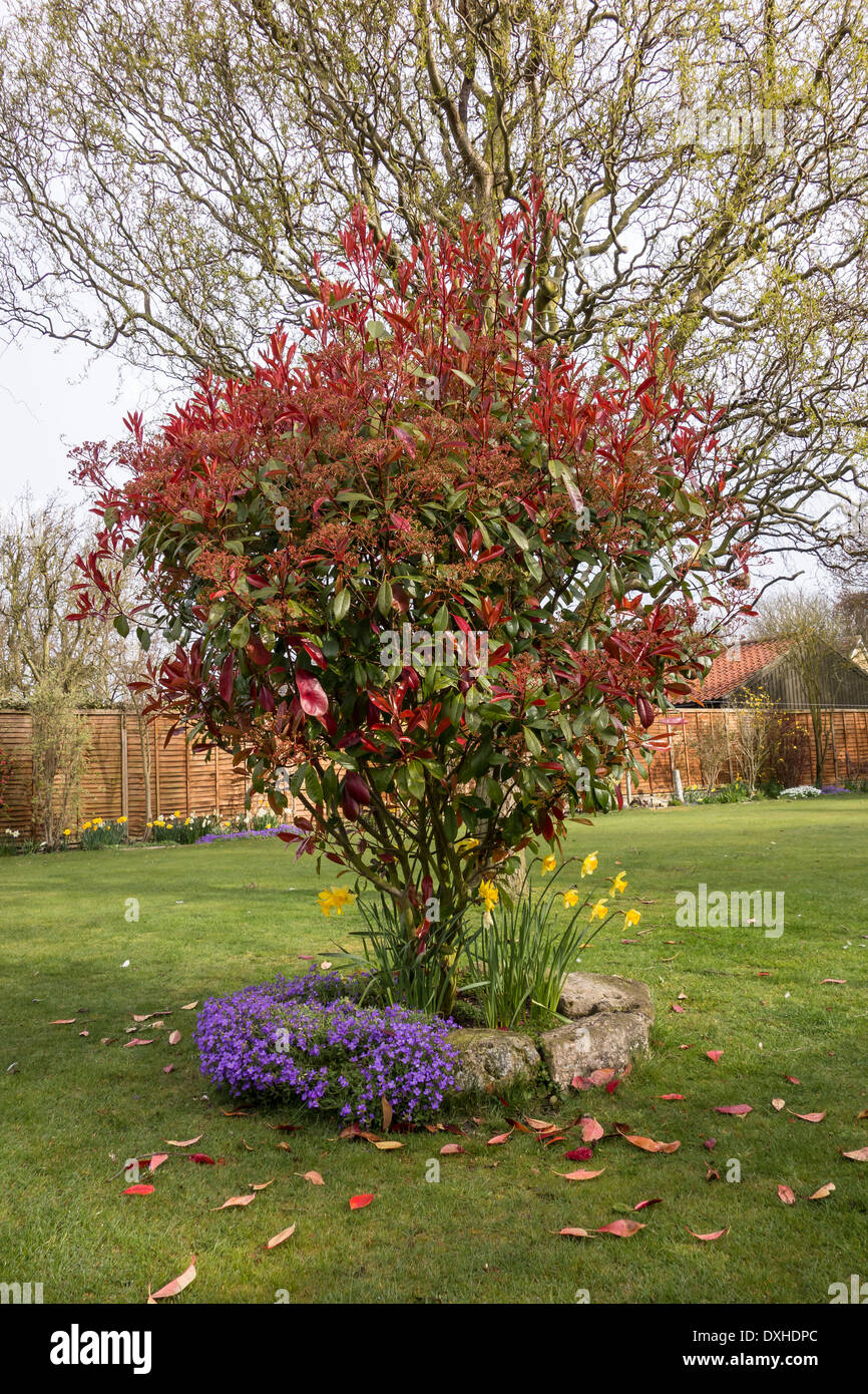 Spring garden flower bed and bush Stock Photo