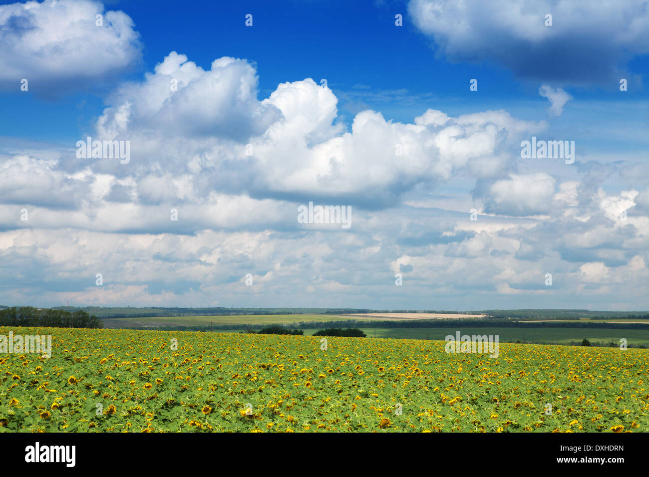 Yellow field of sunflowers and bright blue sky with clouds Stock Photo ...