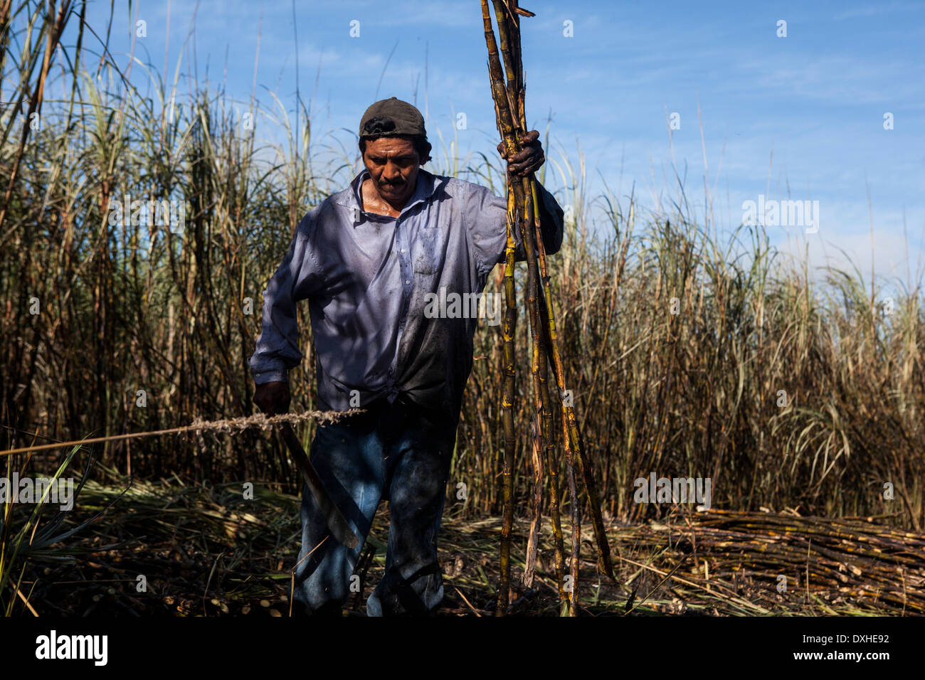 A sugar cane farmer harvests sugarcane on a plantation in Belize. The sugar cane is processed and sold as Fairtrade sugar Stock Photo
