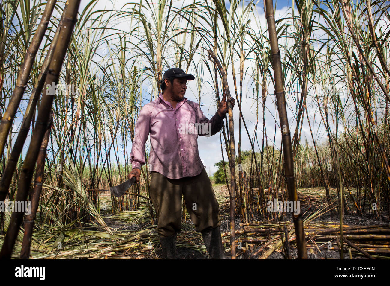 A sugar cane farmer harvests sugarcane on a plantation in Belize. The sugar cane is processed and sold as Fairtrade sugar Stock Photo