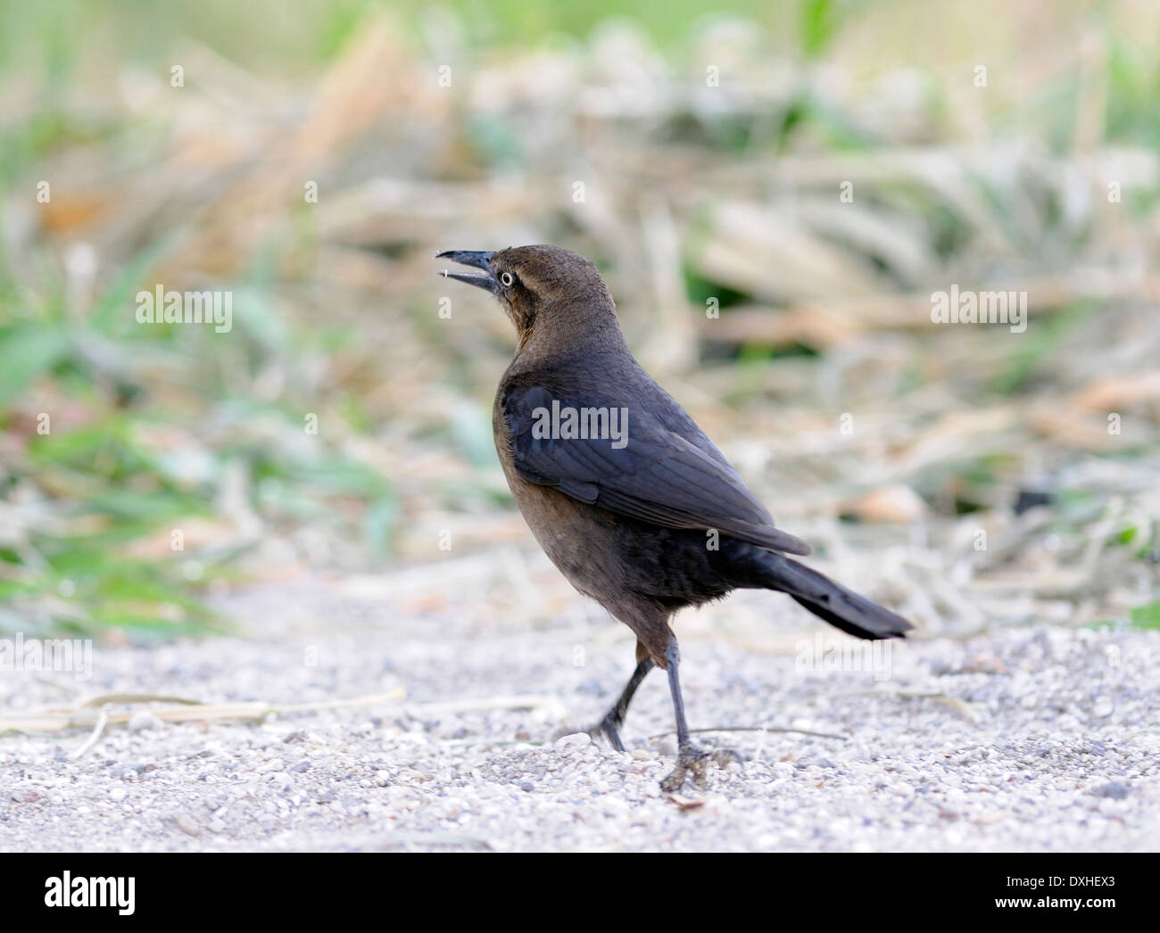 A female great-tailed grackle (Quiscalus mexicanus) scavenges on the shore of  Lake Atitlan. Panajachel, Republic of Guatemala. Stock Photo