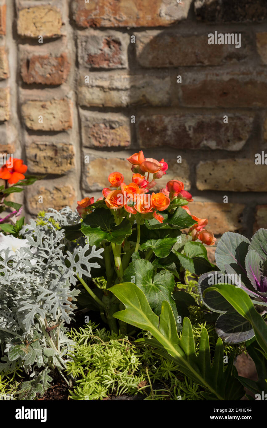 Bright Reddish Flowers in Neatly Landscaped Residential Fowerbed, Tampa, Fl, USA Stock Photo