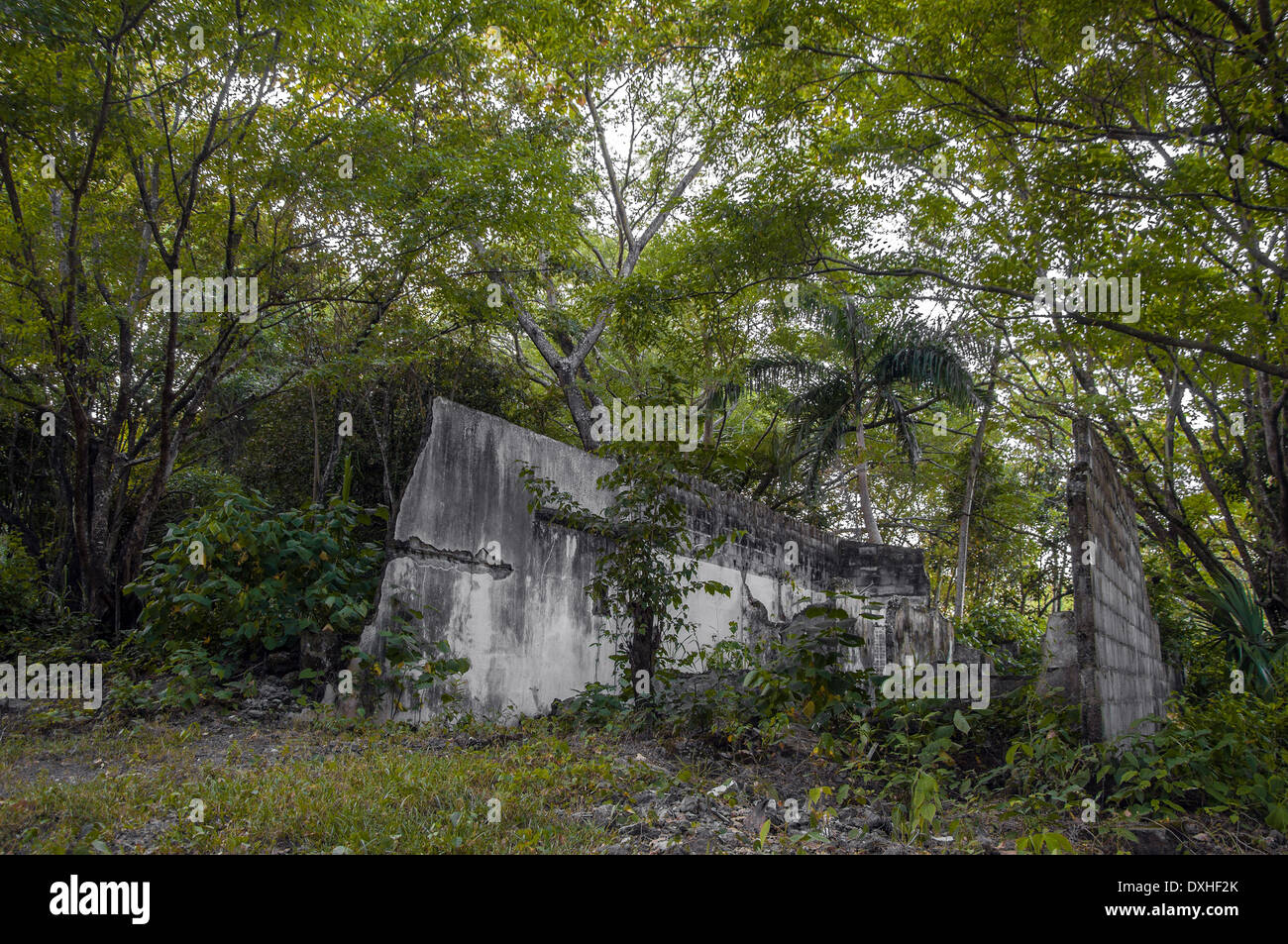 The jungle overtaking a ruined building. Stock Photo