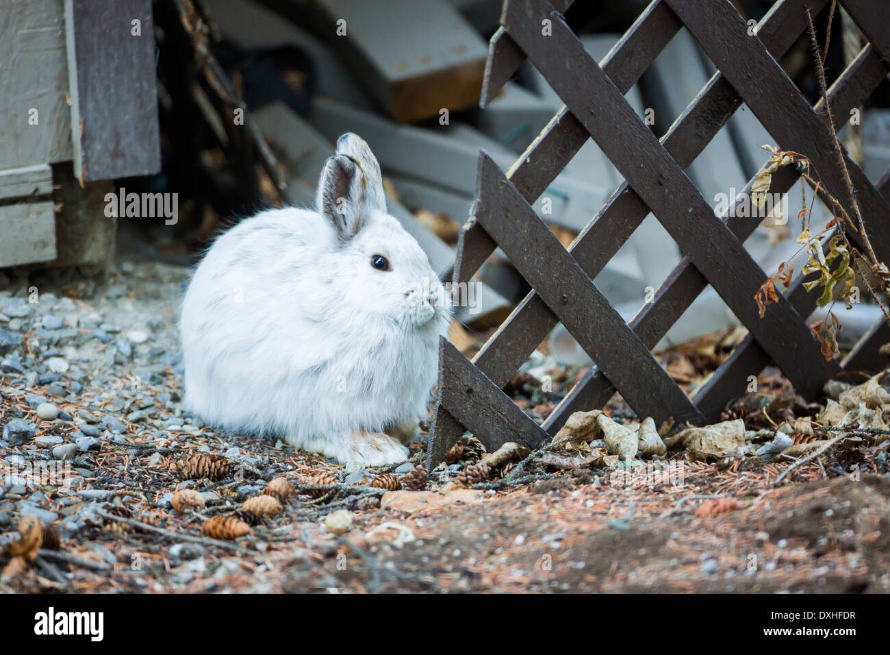 Snowshoe rabbit hires stock photography and images Alamy