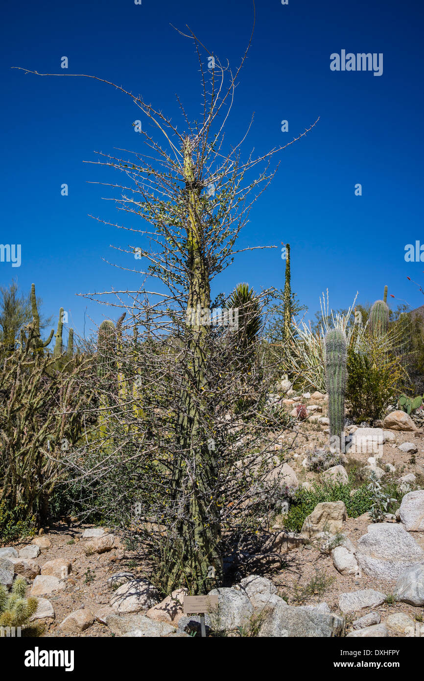 A Boojum Tree at the Arizona - Sonora Desert Museum in Tucson, AZ. Stock Photo