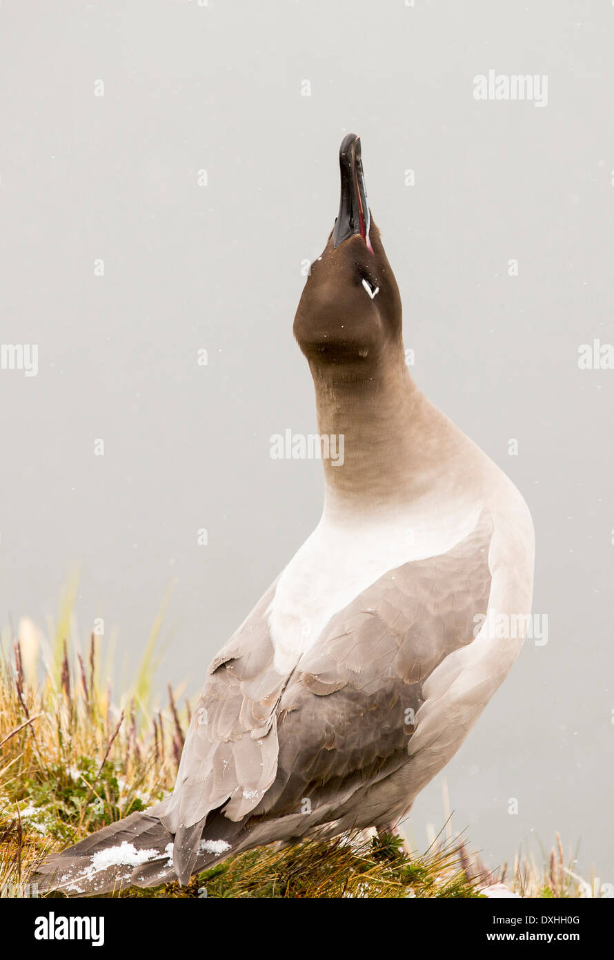 Light mantled sooty albatross hi-res stock photography and images - Alamy