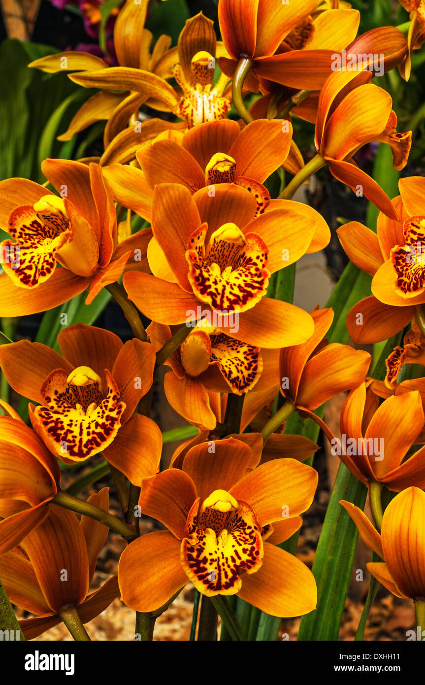 An orange cymbidium orchid. Stock Photo