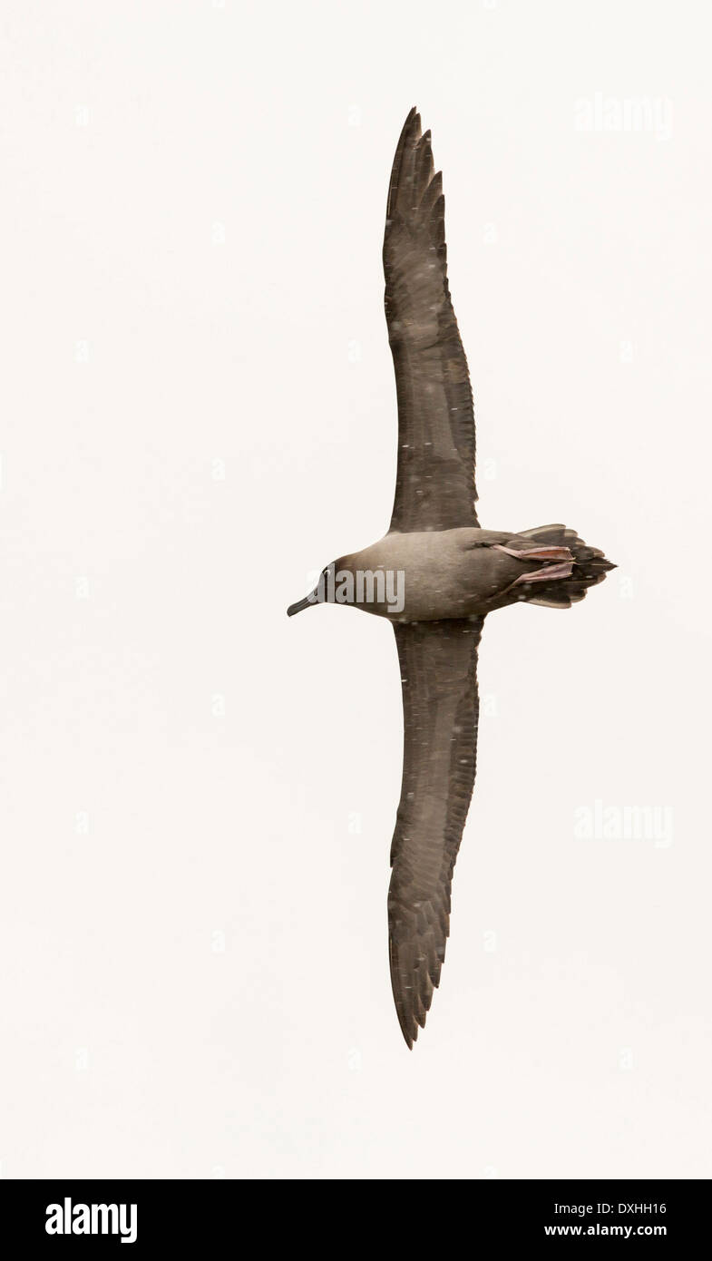 A Light Mantled Albatross, or Light Mantled Sooty Albatross, Phoebetria palpebrata, on South Georgia, Stock Photo
