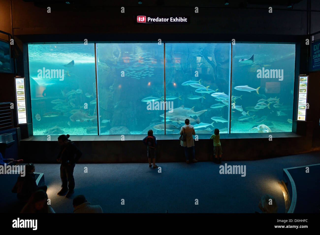 Two Oceans Aquarium, interior view, Cape Town, Western Cape, South