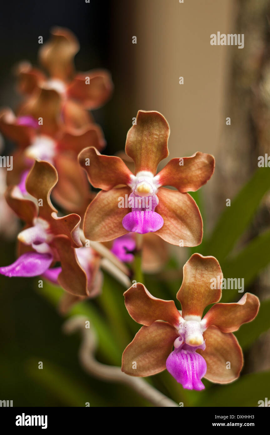 A closeup of a vanda denisoniana orchid. Stock Photo