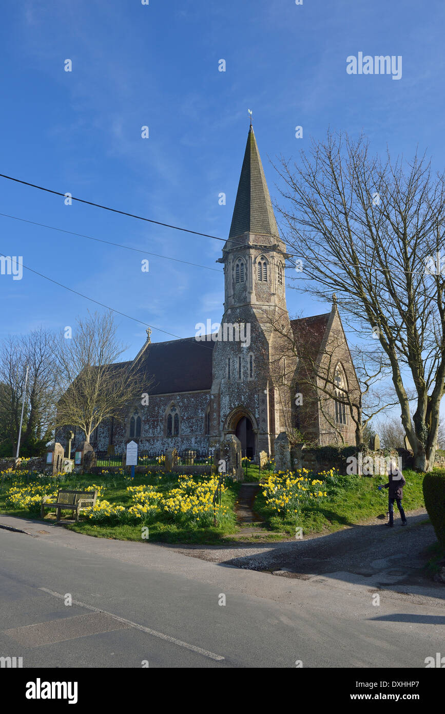 Springtime daffodils at St Mary & St Peter church  at Pett village near Hastings.  East Sussex Stock Photo