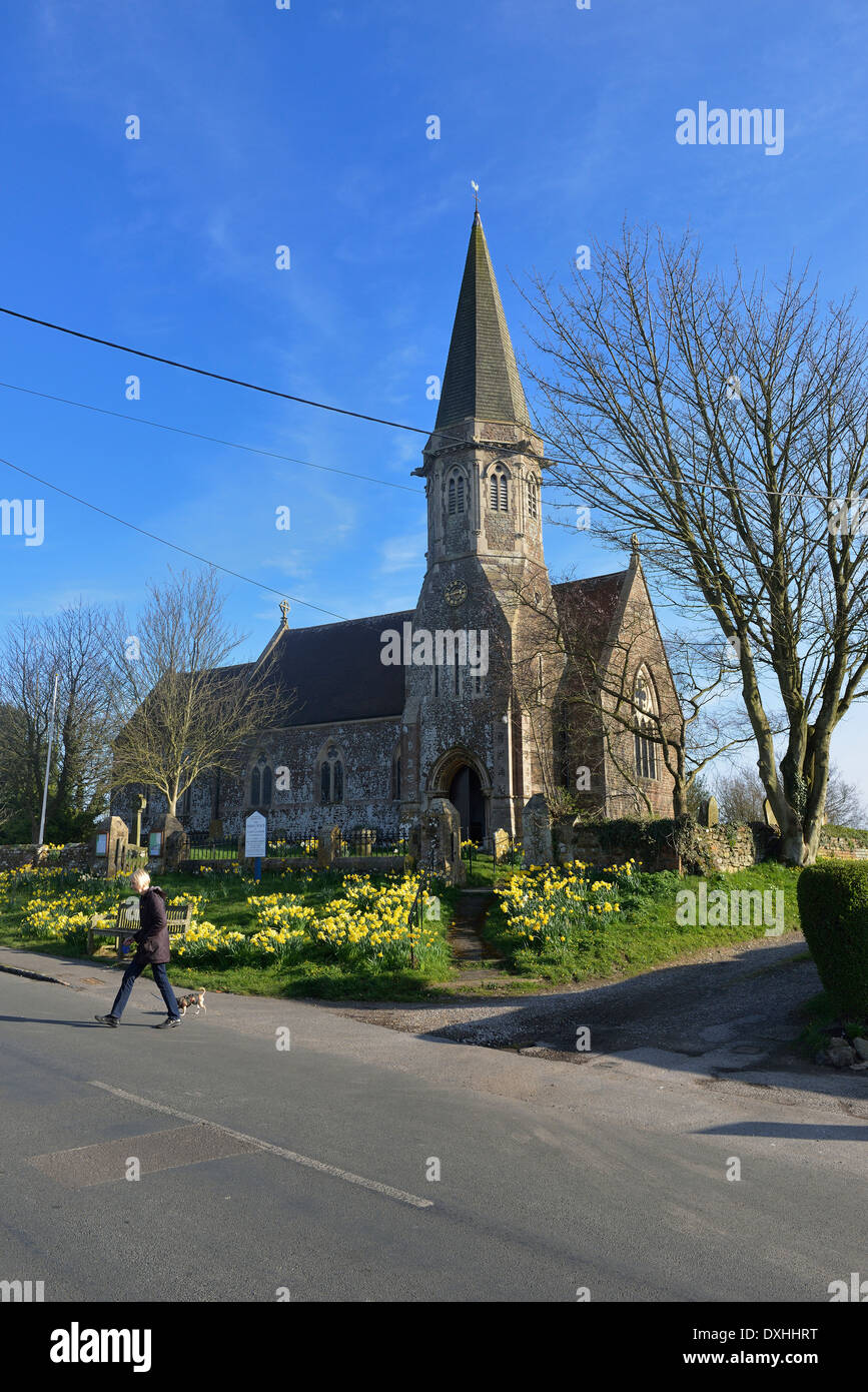 Springtime daffodils at St Mary & St Peter church  at Pett village near Hastings.  East Sussex Stock Photo