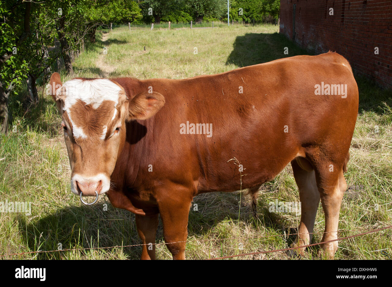 Young bull grazing in Ruehstaedt in Germany.  Ein junger Stier auf der Weide in Rühstädt in Sachsen-Anhalt. Stock Photo