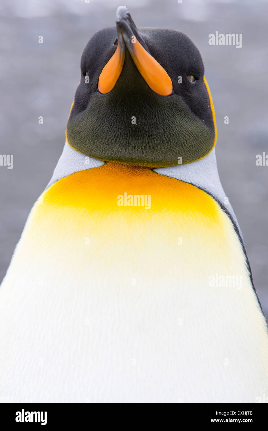 A King Penguin at Gold harbour, South Georgia, Southern Ocean. Stock Photo