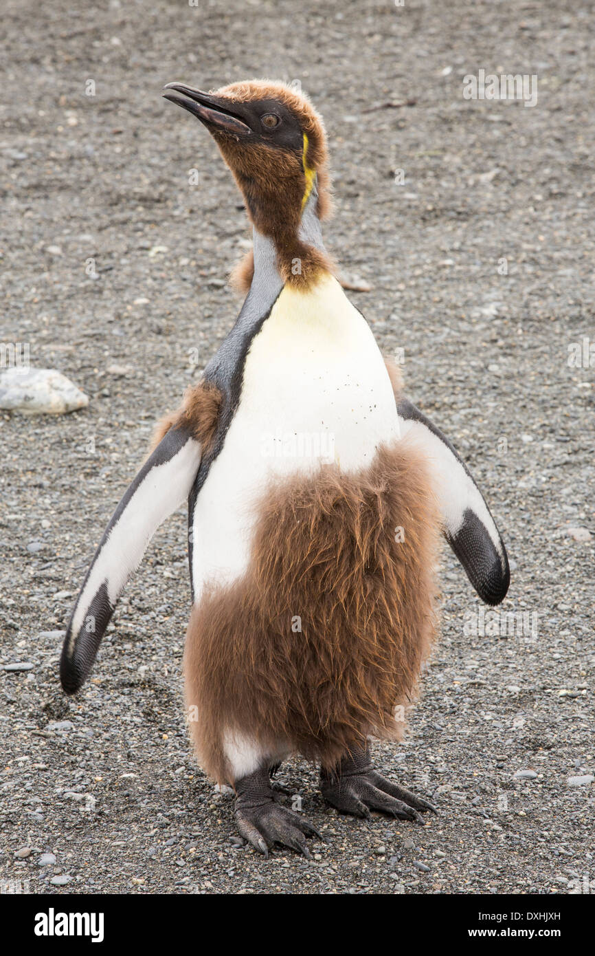 Penguin down shop coat