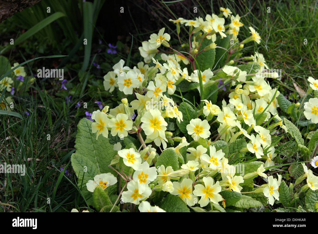 Primroses and violets flowering in spring Stock Photo