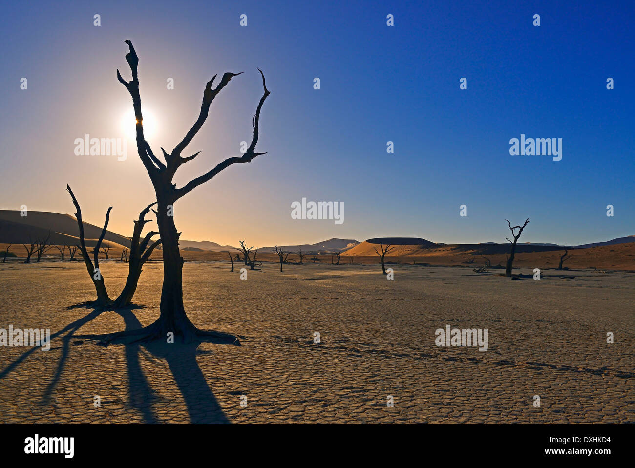 Dead Camel Thorn (Acacia erioloba) trees in evening light Deadvlei Sossusvlei Namib-Naukluft Park Namib Desert Namibia Africa Stock Photo