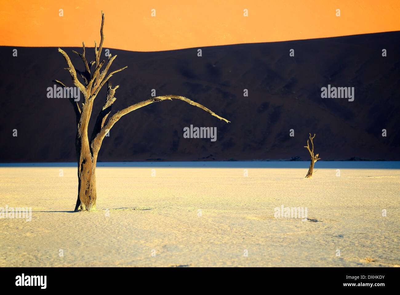 Dead Camel Thorn (Acacia erioloba) trees, Deadvlei, Sossusvlei, Namib-Naukluft Park, Namib Desert, Namibia, Africa Stock Photo