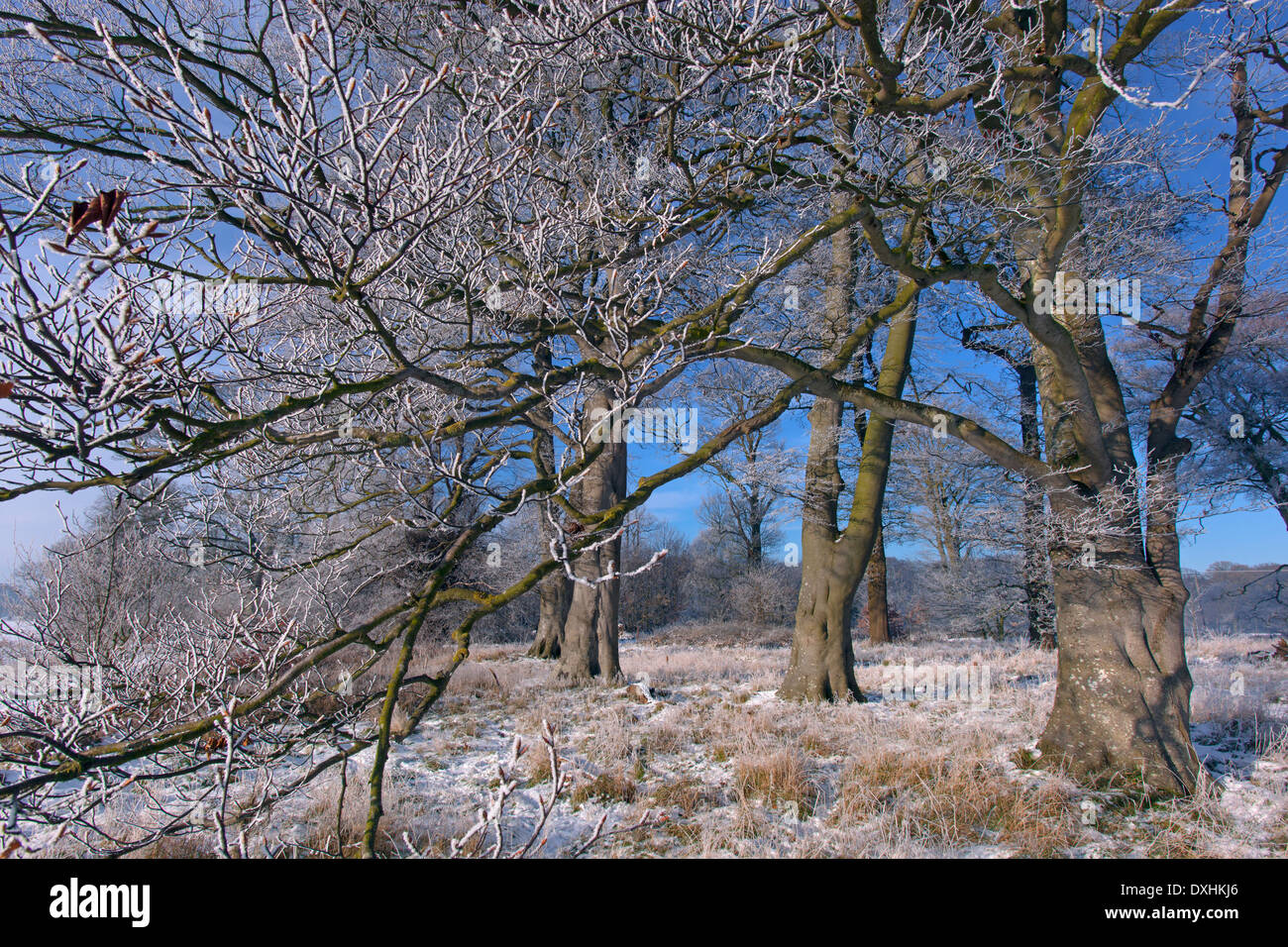 Beech trees Felbrigg park in snow North Norfolk Winter Stock Photo