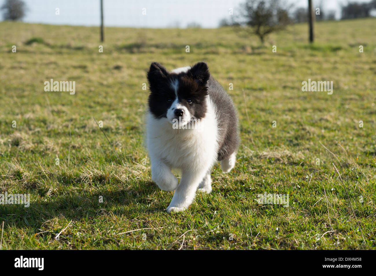 Border Collie puppy running playing Stock Photo