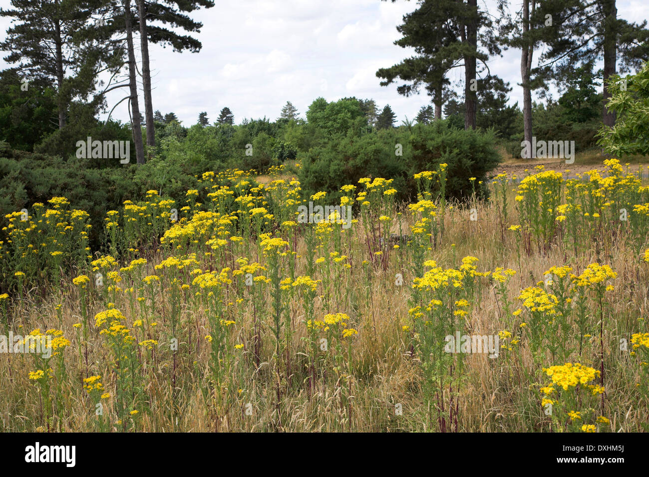 Yellow flowers of Common Ragwort, Senecio jacobaea, on heathland in the Suffolk sandlings, Butley, England Stock Photo
