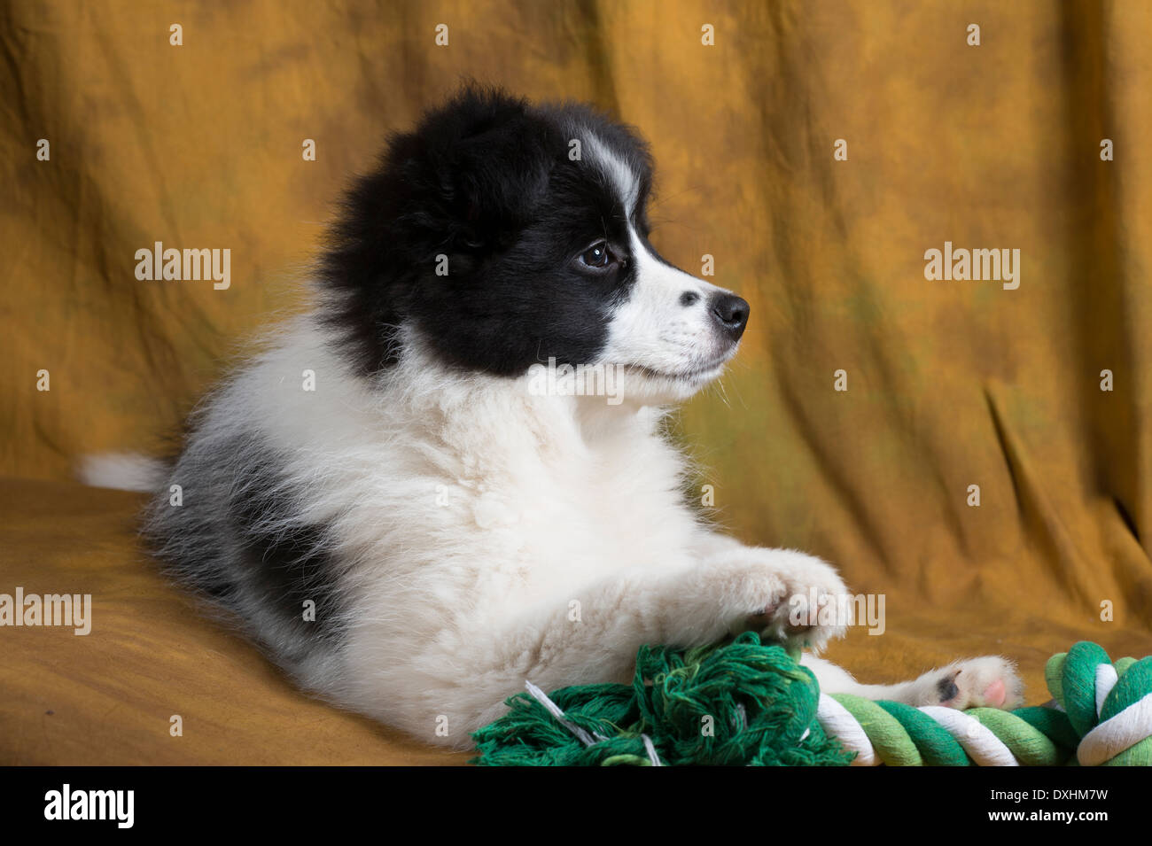 Border Collie puppy posing in studio setting Stock Photo